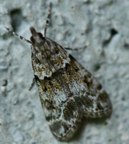 Eudonia mercurella